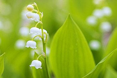 尽管批评不断 但《羊蹄山之魂》仍有很高的热度